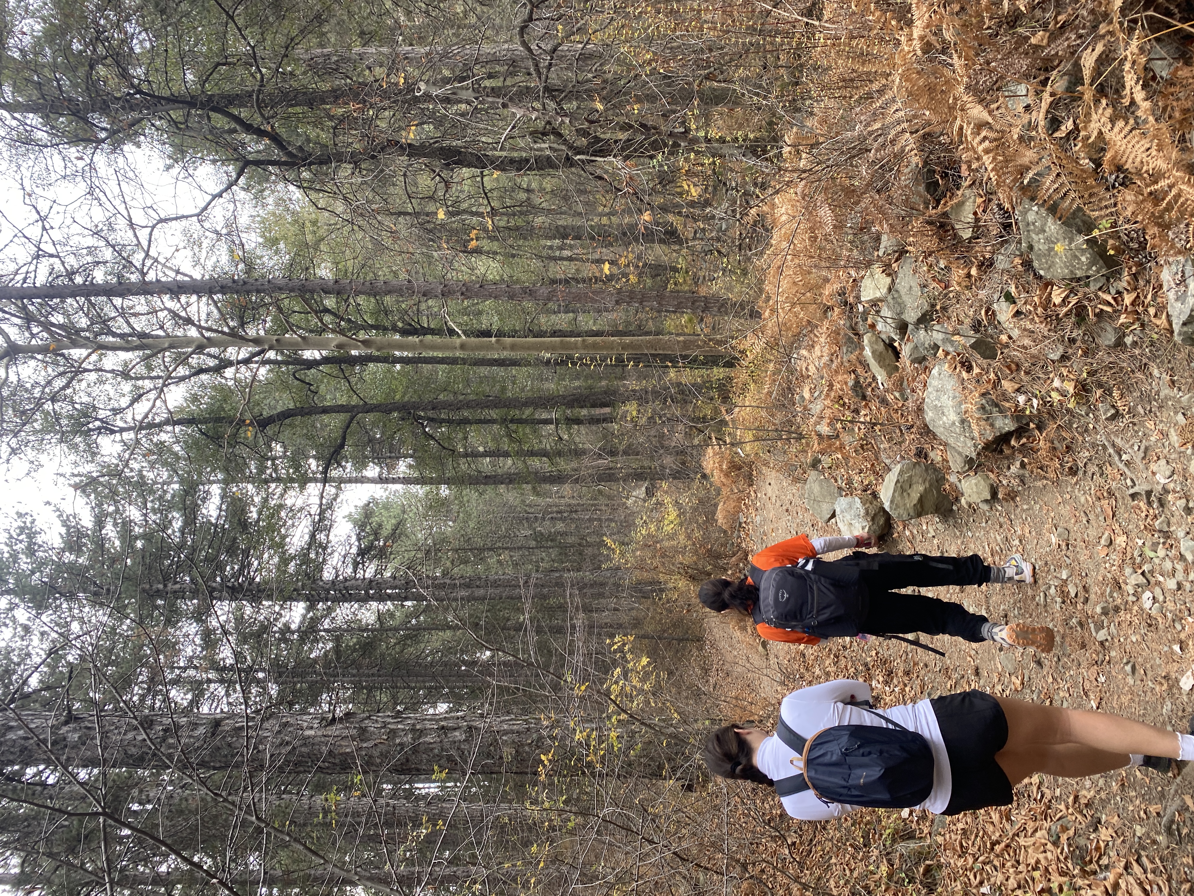 Hikers on a forest trail in the Troodos Mountains